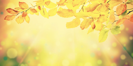 Nature vintage autumn background with foliage for rustic design
