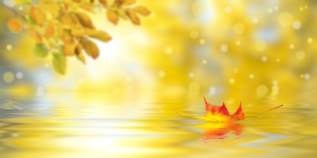Amazing nature golden autumn background with leaves floating on waterの写真素材
