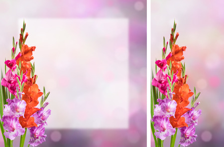 Flower postcard with gladiolus, empty sheet of paper, floral background, double sided cardboardの写真素材