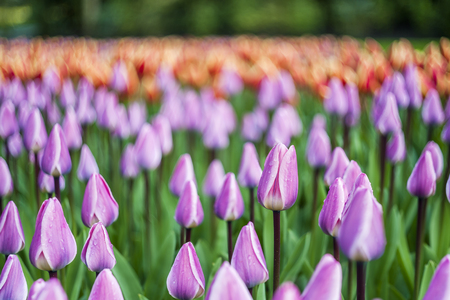 Beautiful soft floral background with tulip flowers, selective focusの写真素材