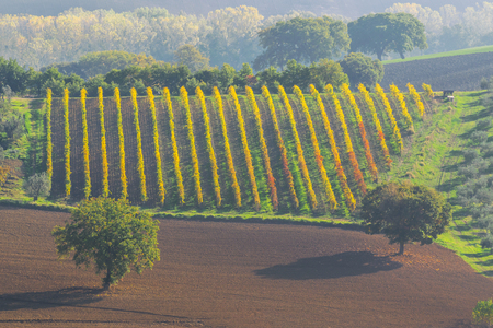 Autumn landscape with bright vineyards, farmland view, Tuscanyの写真素材
