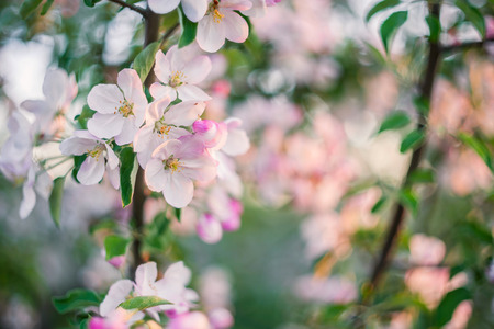 Beautiful spring soft background with bloomng apple tree, selective focusの写真素材