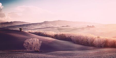 Vintage sunny landscape with field and treesの写真素材