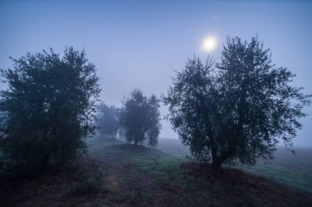 Olive garden at night in fog illuminated by the moonの写真素材
