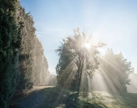 Sun rays through the tree in foggy morning, Tuscany landscape