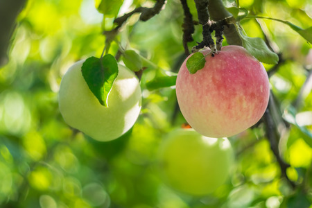 Soft nature background with apple on branch, selective focusの写真素材
