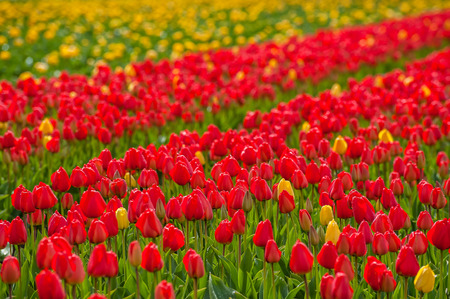 Beautiful spring background with tulip flowers, traditional Holland view, selective focusの写真素材