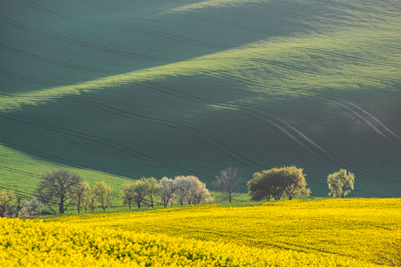 Rural landscape with agricultural fields and treesの写真素材