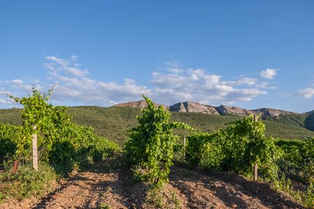 Agricultural landscape with vineyards, sky and mountains on backgroundの写真素材