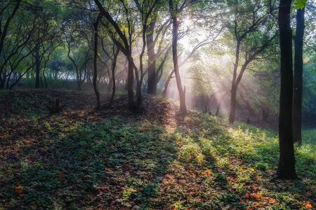Beautiful sun rays through branches in quiet forest, appeasement landscapeの写真素材