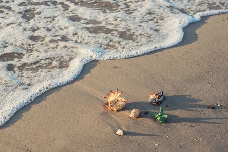 Shells on sea sand, beautiful vacation morning