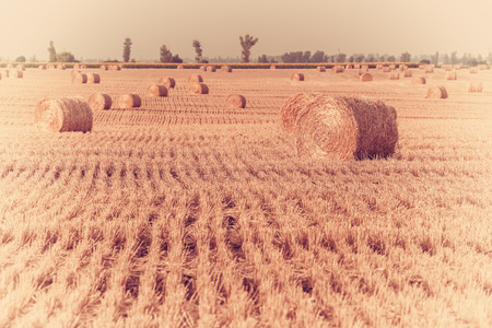 Agricultural landscape with boundless on field; haystacks from sloping wheatの写真素材