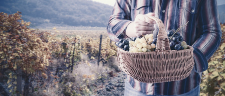 Basket in hands of winemaker with ripe grapes on vineyard background, selective focus. Film filter vintage stylizationの写真素材