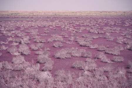 Feather grass in desert, vintage spring landscapeの写真素材