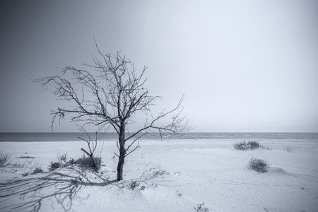 Black and white landscape with lonely dry tree on sandy beach, blue skyの写真素材