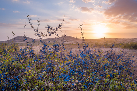 Majestic sunset with blackthorn berries, beautiful landscape with colorful clouds in skyの写真素材