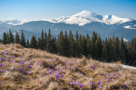 Landscape with spring flowers and mountains, majestic nature view, traveling backgroundの写真素材