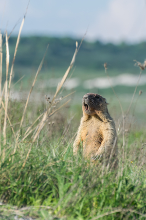 Wild animal - marmot in grassの写真素材