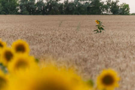 Agricultural background with sunflowers, farming landscape with field and beautiful sky, selective focusの写真素材