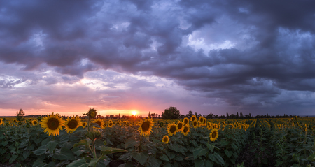 Summer landscape with sunflowers and majestic sky after thunderstorm, panoramaの写真素材