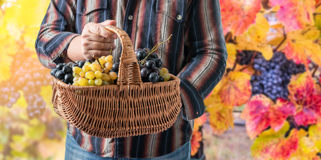 Basket in hands of winemaker with ripe grapes on vineyard background, selective focusの写真素材