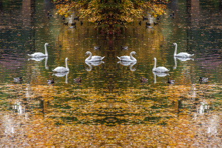 Autunm landscape with swans floating on lake. Bright foliage on water, seasonal viewの写真素材