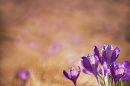 Spring nature background with crocus flowers, copy space for holiday designの写真素材
