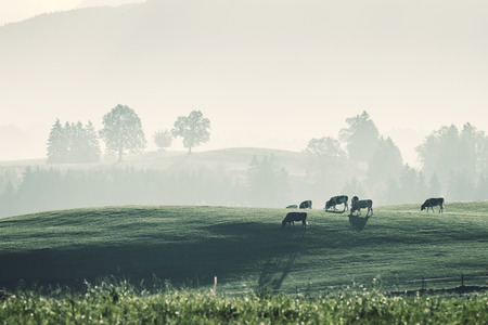 Farming vintage landscape with cows on pasture, lush green grass on meadow. Film filter, retro styleの写真素材