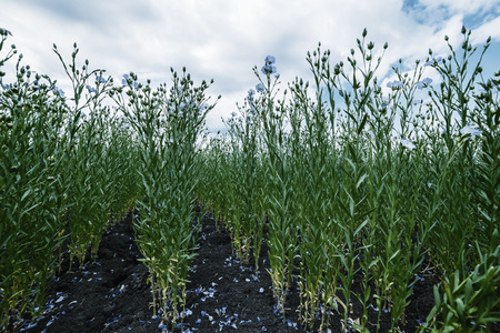 Summer vintage landscape with field of flax, meadow of blue flowers, agricultural view. Retro style, film filterの写真素材