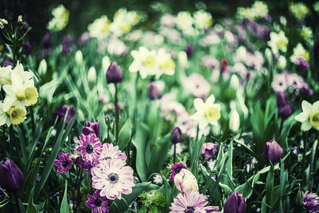 Beautiful spring flowers, nature floral soft background, selective focus. Vintage stylization, retro film filterの写真素材