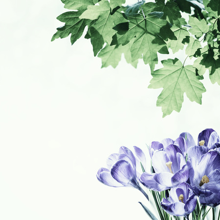 Green spring background with crocus flowers, nature floral wallpaper. Vintage stylization, retro...
