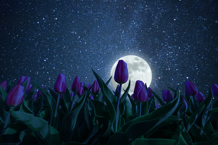 Night landscape with tulips meadow, stars and distant galaxies above. Miky way and moonの写真素材