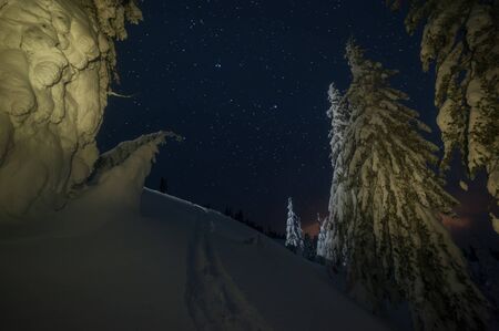 Night winter landscape with snowy forest and bright stars in skyの写真素材