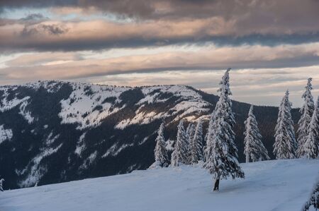 Winter evening in woodland, all trees covered with white snow, Christmas landscape panoramaの写真素材