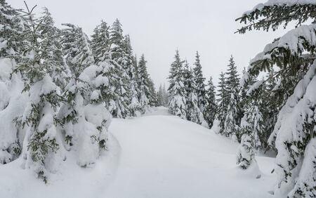 Winter foggy day with snowfall in woodland, all trees covered with white snow, Christmas landscapeの写真素材