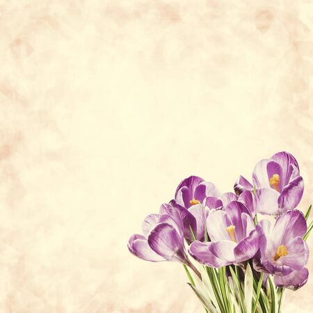Holiday background with crocus flowers, beautiful nature backdrop, for creative celebrations design. Retro stylization, vintage film filterの写真素材