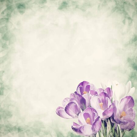 Holiday background with crocus flowers, beautiful nature backdrop, for creative celebrations design. Retro stylization, vintage film filterの写真素材