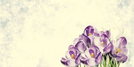 Holiday background with crocus flowers, beautiful nature backdrop, for creative celebrations design. Retro stylization, vintage film filterの写真素材