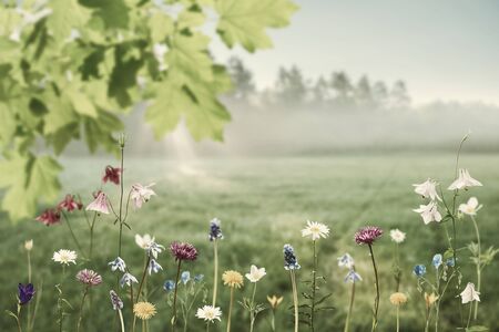 Green nature background with flowers and maple leaves for your design. Retro stylization, vintage film filterの写真素材