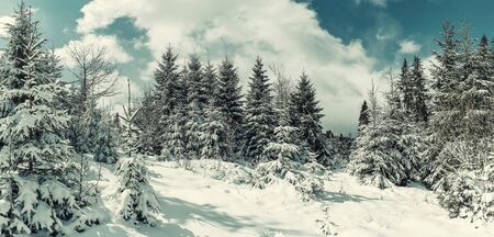 Nice winter landscape with snowy trees in forest, white snow and blue sky. Vintage stylization, retro film filterの写真素材