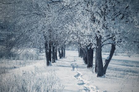 Rural winter landscape with footpath in snow, between trees. Sunny day.の写真素材