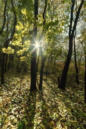 Sunny day in forest on autumn landscape, fall leaves in woodland. Retro stylization, vintage film filterの写真素材