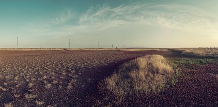 Landscape with dry land and young plants, cracked earth on dried bottom of lake, desert. Retro stylization, vintage film filterの写真素材