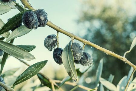 Ripe olives on branch in orchard after rain, autumn harvest, agricultural background. Retro stylization, vintage film filterの写真素材