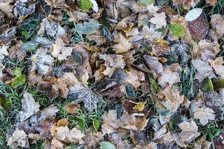 Autumn background with frosted leaves in grass. Retro stylization, vintage film filterの写真素材