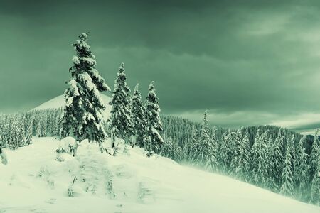 Winter evening in mountains, all trees covered with white snow, Christmas landscape. Vintage stylization, retro film filterの写真素材