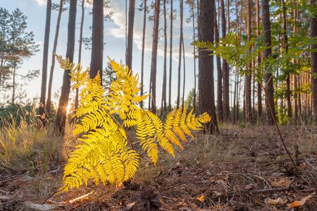 Autumn yellow fern in forest. landscape with fall woodlandの写真素材