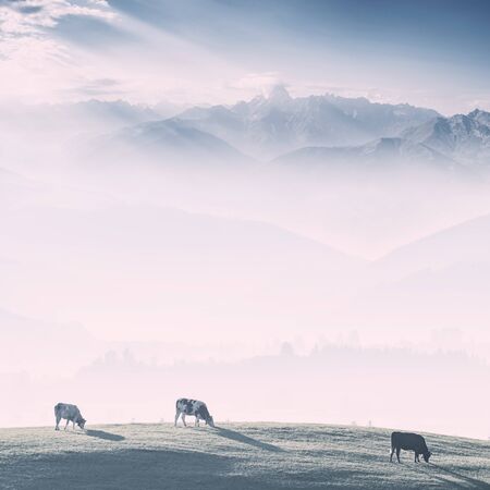 Farming landscape with cows on pasture, lush green grass on meadow and mountains on backgrounds. Vintage stylization, retro film filterの写真素材