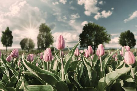 Spring landscape with beautiful tulip flowers and majestic view on sunset, selective focus. Vintage stylization, retro film filterの写真素材