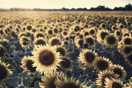 Agricultural background with sunflowers, farming landscape with field and beautiful sky, selective focus. Vintage stylization, retro film filterの写真素材